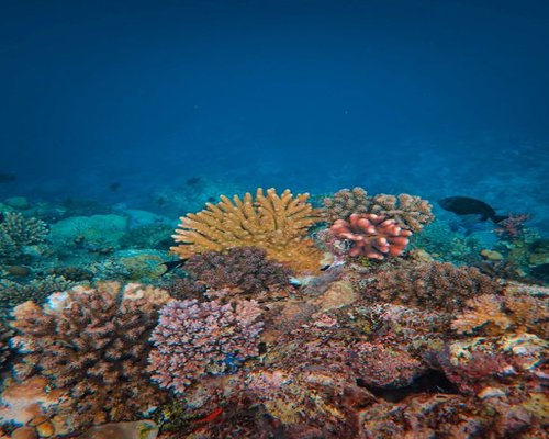 Colourful reef chamber in the fictional Coral Colour Chamber mobile game